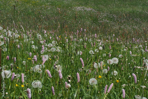 Schlangen-Knöterich oder Wiesen-Knöterich, Bistorta officinalis. Seiser Alm, Dolomiten, Südtirol. 