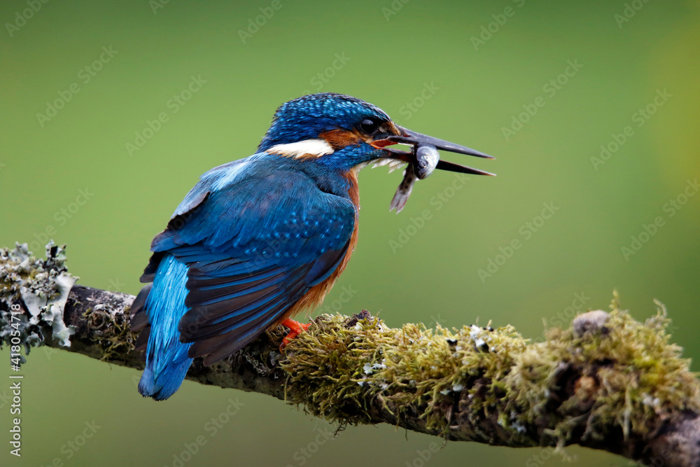 Obraz premium Male kingfisher fishing from a mossy branch
