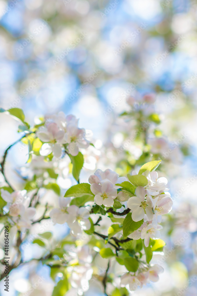 White and pink apple tree blossoms on the tree branch on vivid blue sky background on sunny day in springtime, nature concept, narrow DOF, focus to blossoms in front