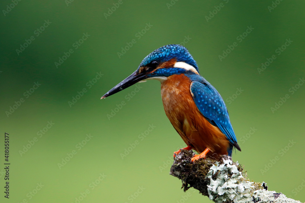 Male kingfisher fishing from a mossy branch Male kingfisher fishing from a mossy branch