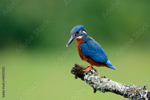 Male kingfisher fishing from a mossy branch