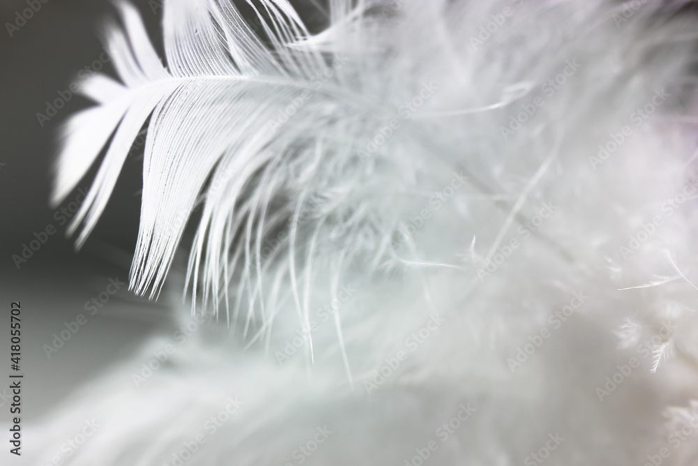 Obraz premium A white delicate bird's feather on black background close-up. Background and texture of the feather. Detail of a white feather. Blurred background.