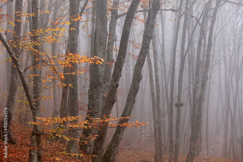 Beautiful autumn forest in the fog