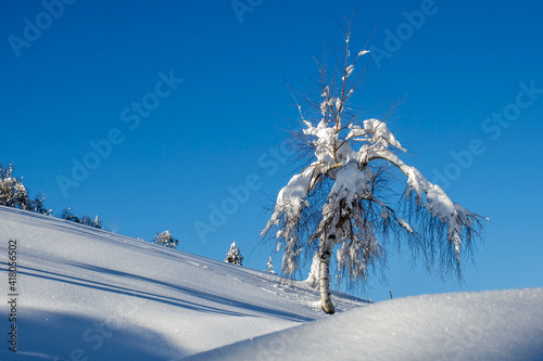 albero nella neve