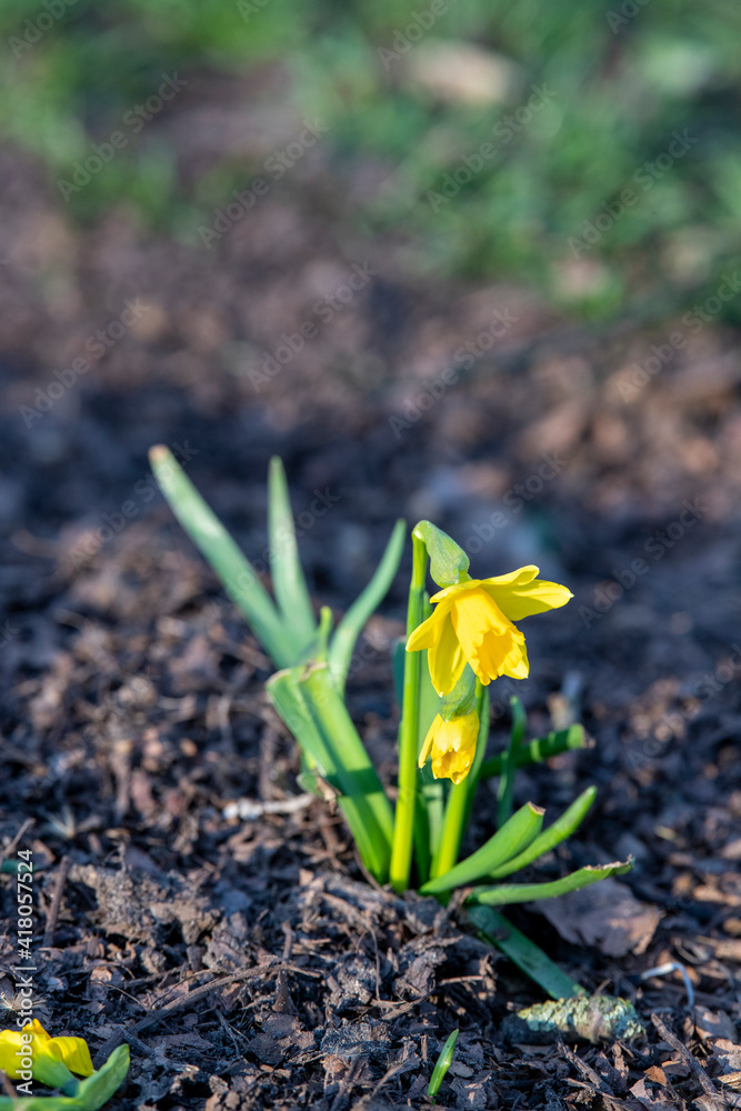 Wild yellow daffodils in South Park, London. Wild yellow daffodils in South Park, London.