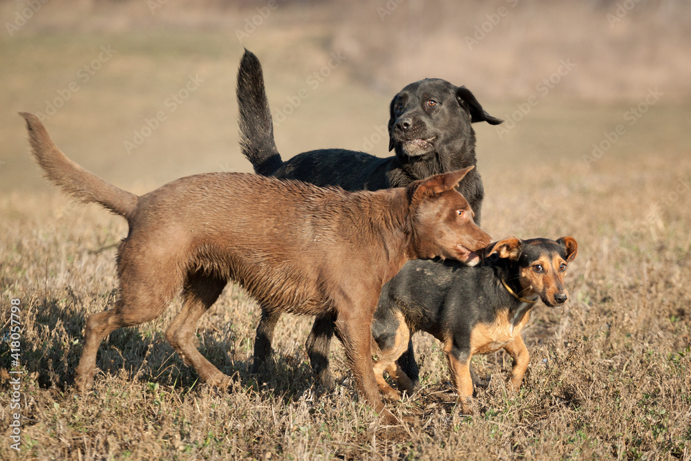 cute little dachshund terrier and a kelpie labrador mixed breed dogs  and a black labrador retriever playing with each other on a muddy grass field