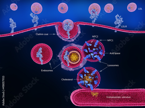 LDL-cholesterol uptake and processing in a human cell, labeled photo