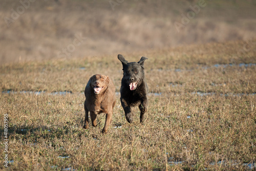 cute brown kelpie labrador mixed breed dog and a dirty dust covered black labrador retriever running through a muddy grass field © Oszkár Dániel Gáti