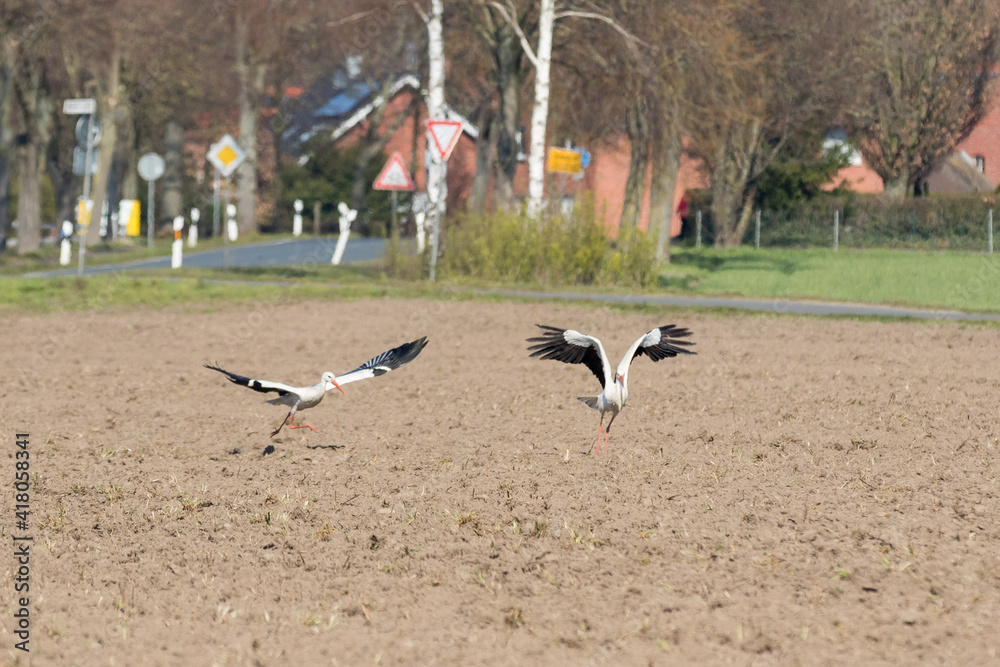 Obraz premium Weißstorch im Flug