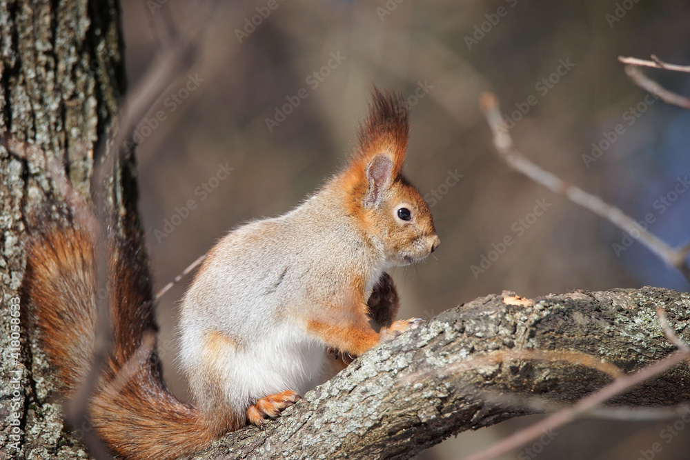 Squirrel in winter sits on a tree..