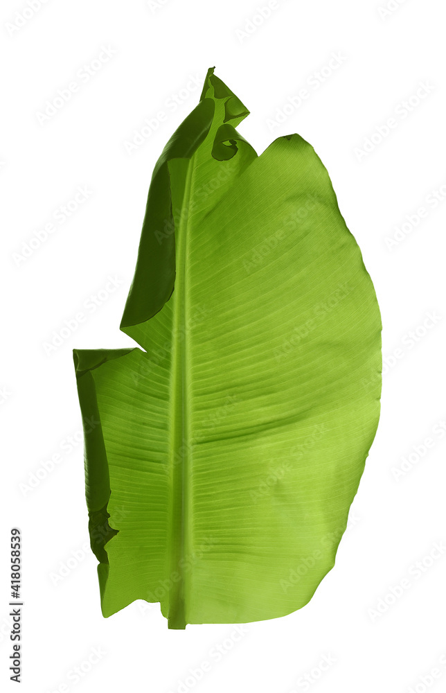 Fototapeta premium Green leaf of banana plant isolated on white