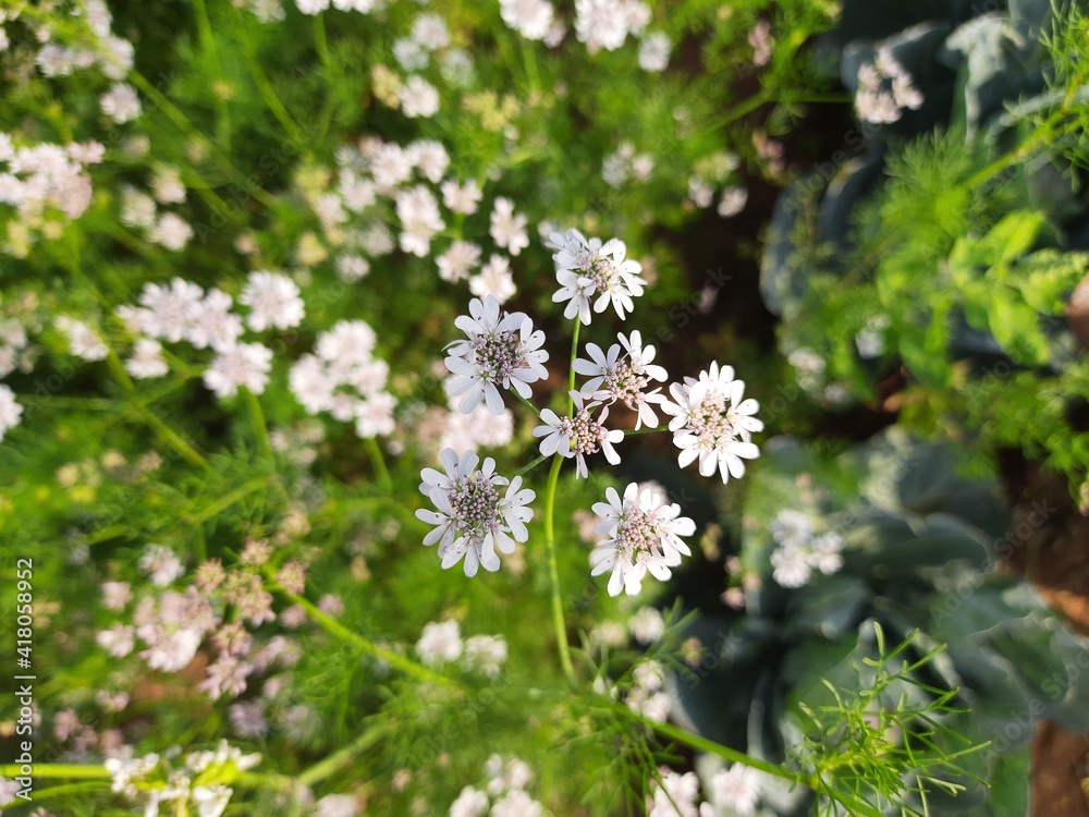 Beautiful cilantro coriander flowers blooming in spring time. Coriander flowers in the garden.Coriander flowers and fields. Its seed is a famous Spice. Made a sauce from its green leaves. Beautiful cilantro coriander flowers blooming in spring time. Coriander flowers in the garden.Coriander flowers and fields. Its seed is a famous Spice. Made a sauce from its green leaves.