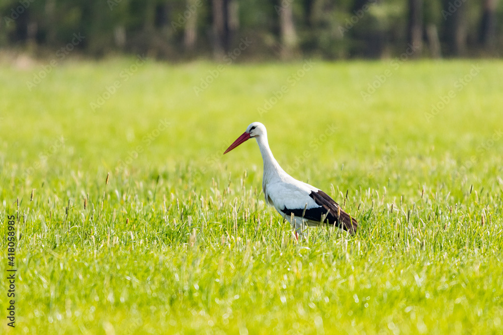 Fototapeta premium Weißstorch auf saftiger Wiese