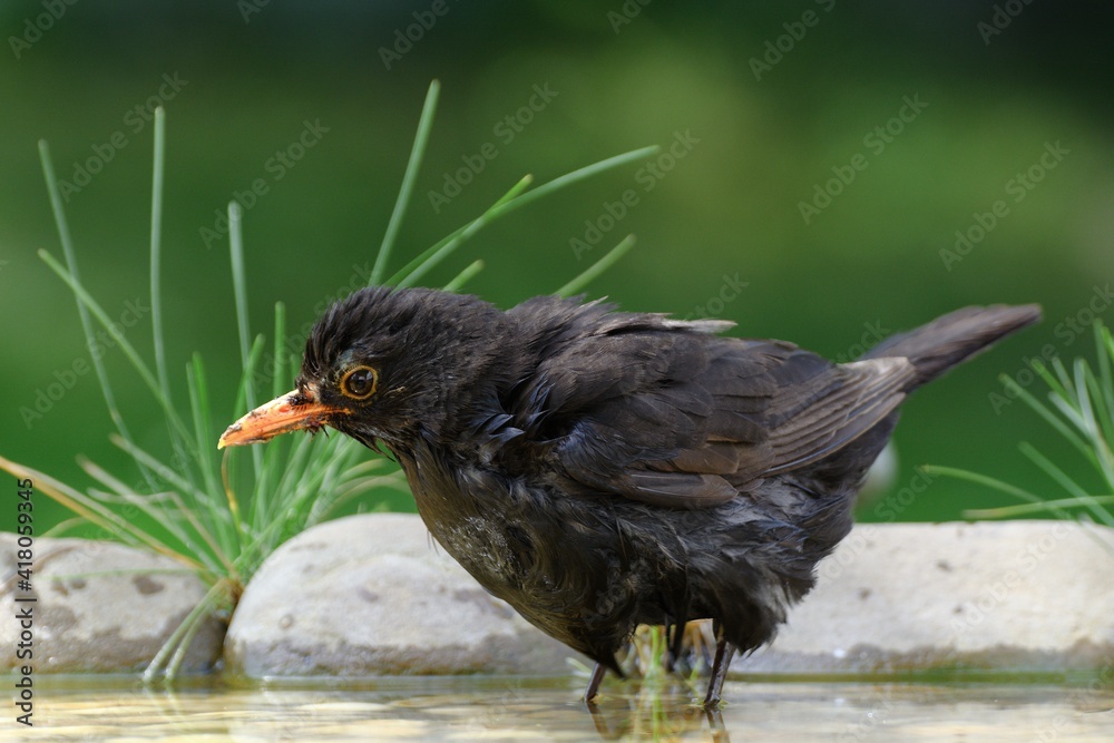 Blackbird (Turdus merula), male looking in the water of bird's waterhole. Czechia. Europe. Blackbird (Turdus merula), male looking in the water of bird's waterhole. Czechia. Europe.