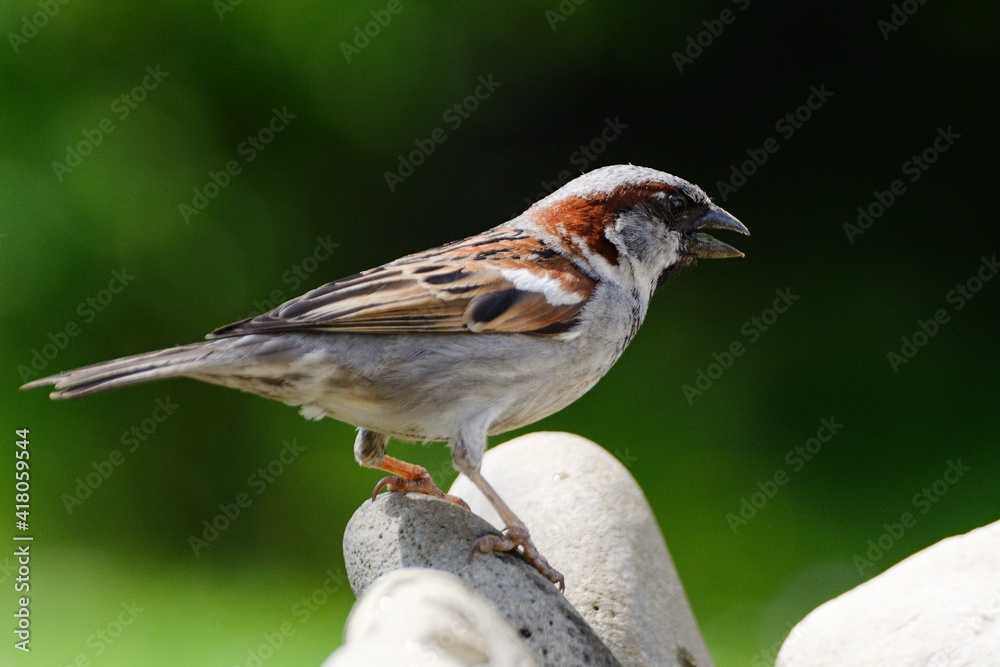 House sparrow, Passer domesticus stands on the stones. Czechia. Europe. House sparrow, Passer domesticus stands on the stones. Czechia. Europe.