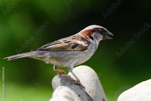 House sparrow, Passer domesticus stands on the stones. Czechia. Europe.