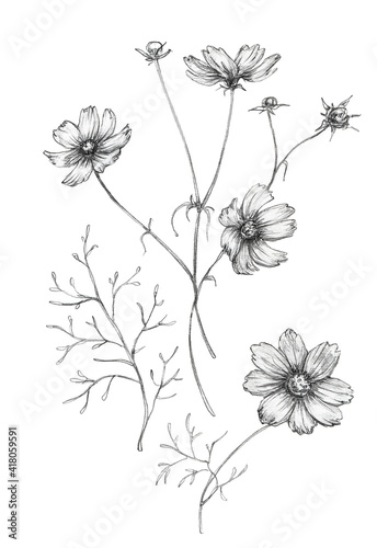 Set of flowers of cosmea (Cosmos bipinnatus, Mexican aster, garden cosmos). Black and white outline illustration, hand drawn. Isolated on white background.