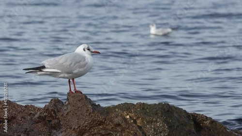 A seagull sits on a rocky shore against the background of the sea and flies away into the distance.