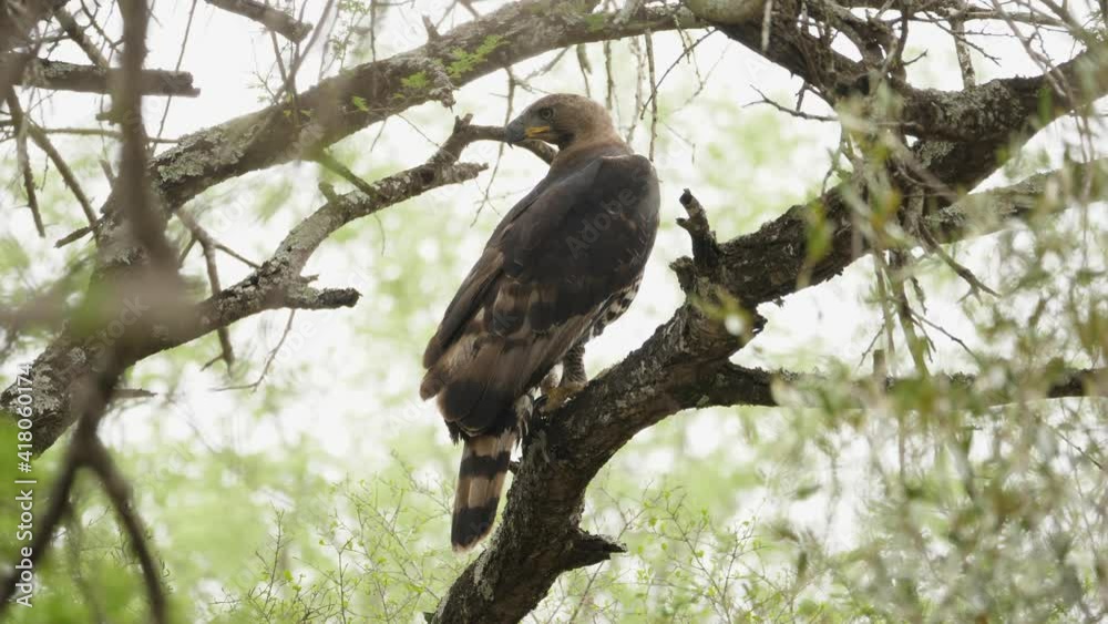 perched Crowned eagle hops onto another branch perched Crowned eagle hops onto another branch