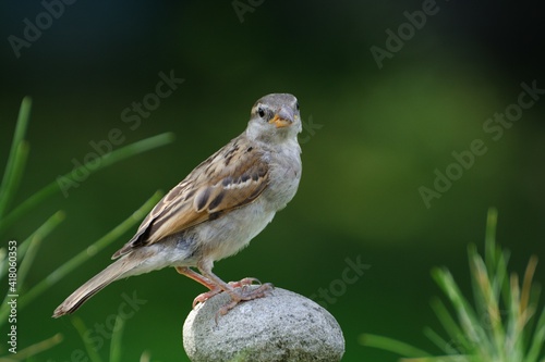 Young sparrow stands on the stone. Czechia. Europe.