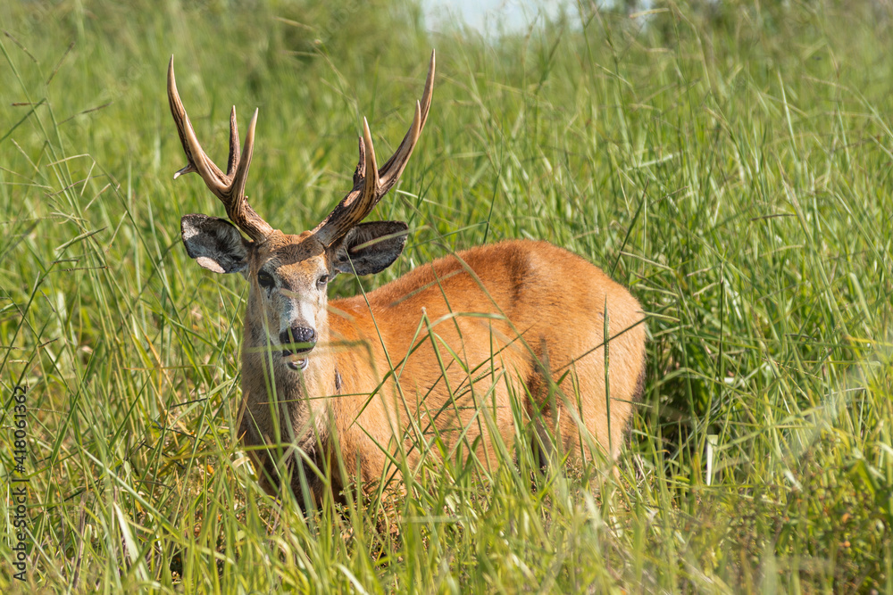 Marsh deer adult male with horns, grazing in green field with tall grass Marsh deer adult male with horns, grazing in green field with tall grass