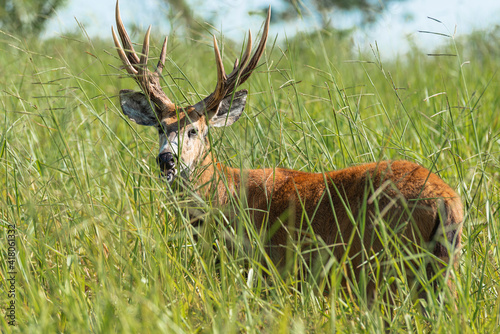 Marsh deer adult male with horns, grazing in green field with tall grass
