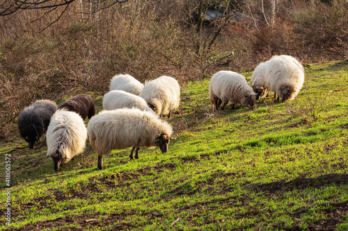 Herd of grazing mergelland sheep, a rare breed spotted near 's Gravenvoeren