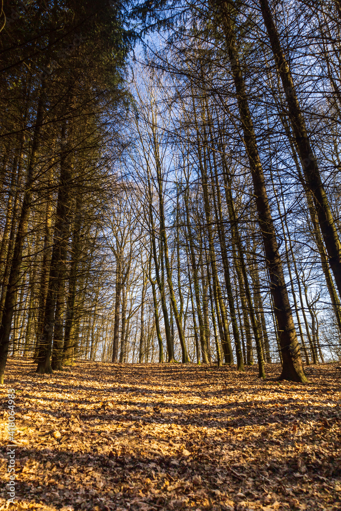 Forêt dans les Hautes Fagnes ( Liège ,Wallonie ,Belgique )