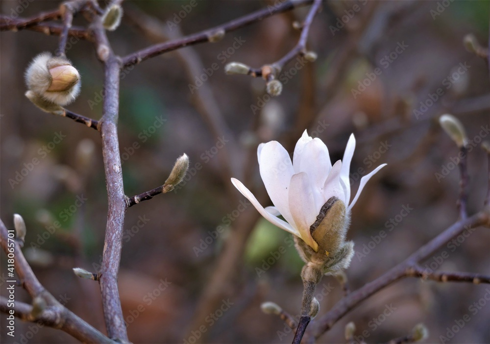 White magnolia flower in the garden black and white