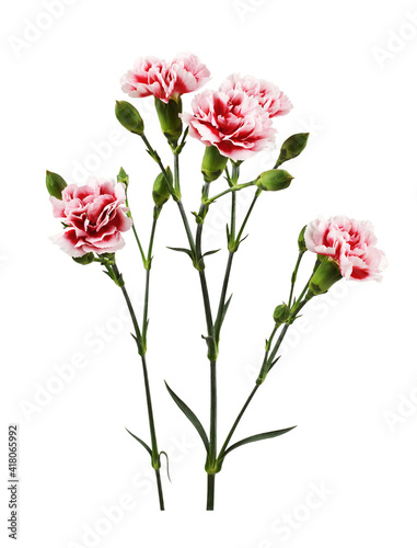 Red and white carnation flowers with green buds and leaves © Ortis