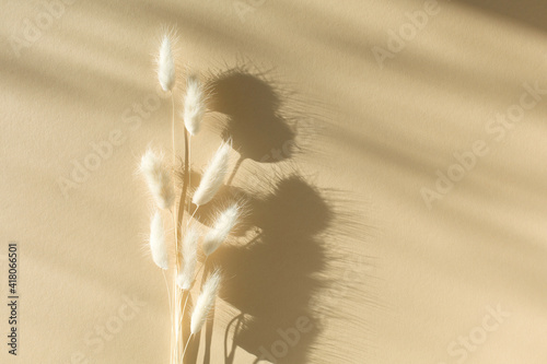 Dried bunny tail grass on natural beige background. photo