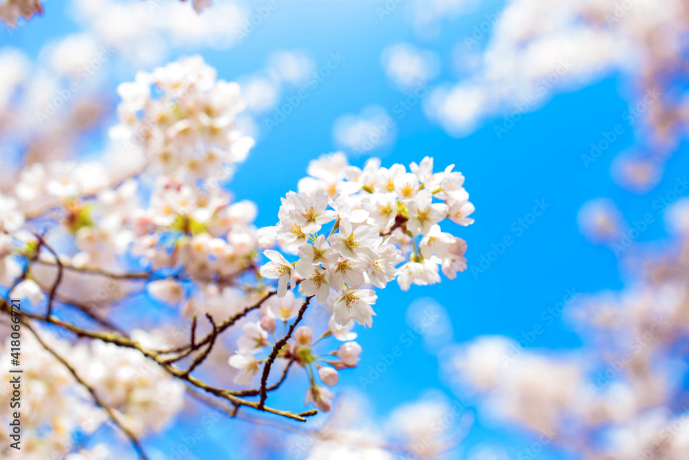 Beautiful delicate spring flowers of Japanese cherry blossom sakura.