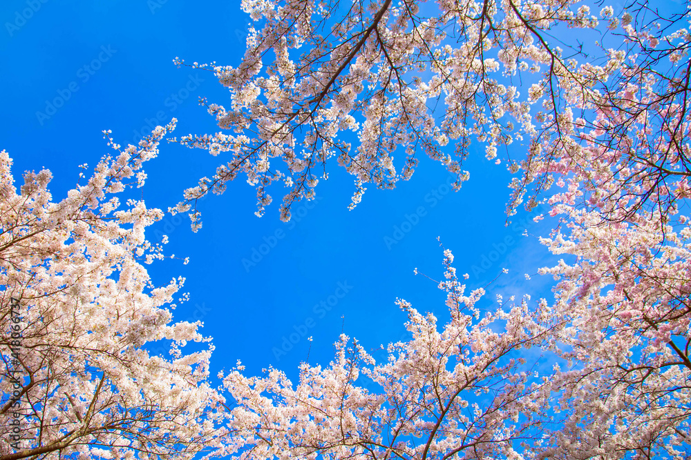 Beautiful delicate spring flowers of Japanese cherry blossom sakura.