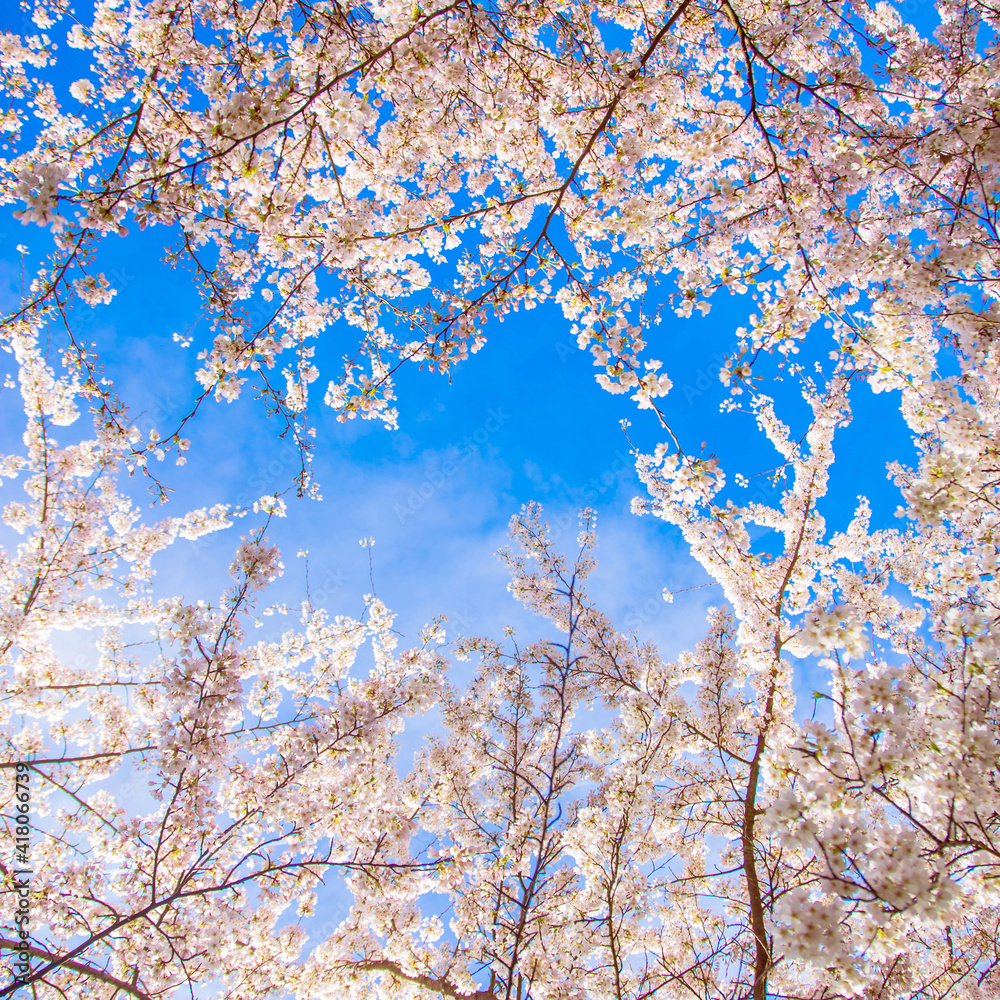 Beautiful delicate spring flowers of Japanese cherry blossom sakura
