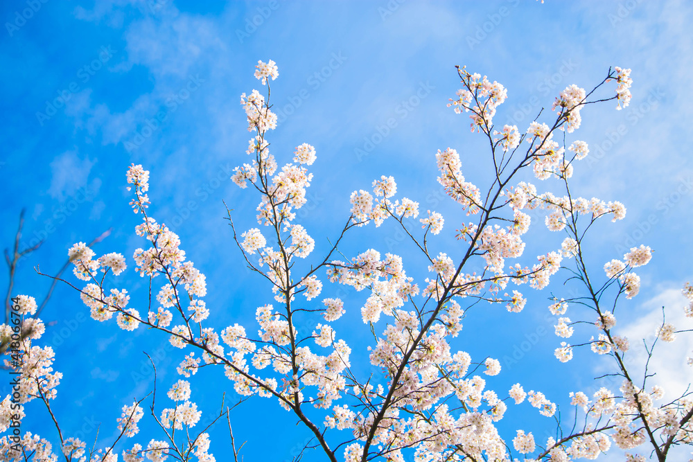 Beautiful delicate spring flowers of Japanese cherry blossom sakura. Beautiful delicate spring flowers of Japanese cherry blossom sakura.