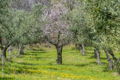 Fotografia Cerisiers en fleurs au printemps dans une oliveraie