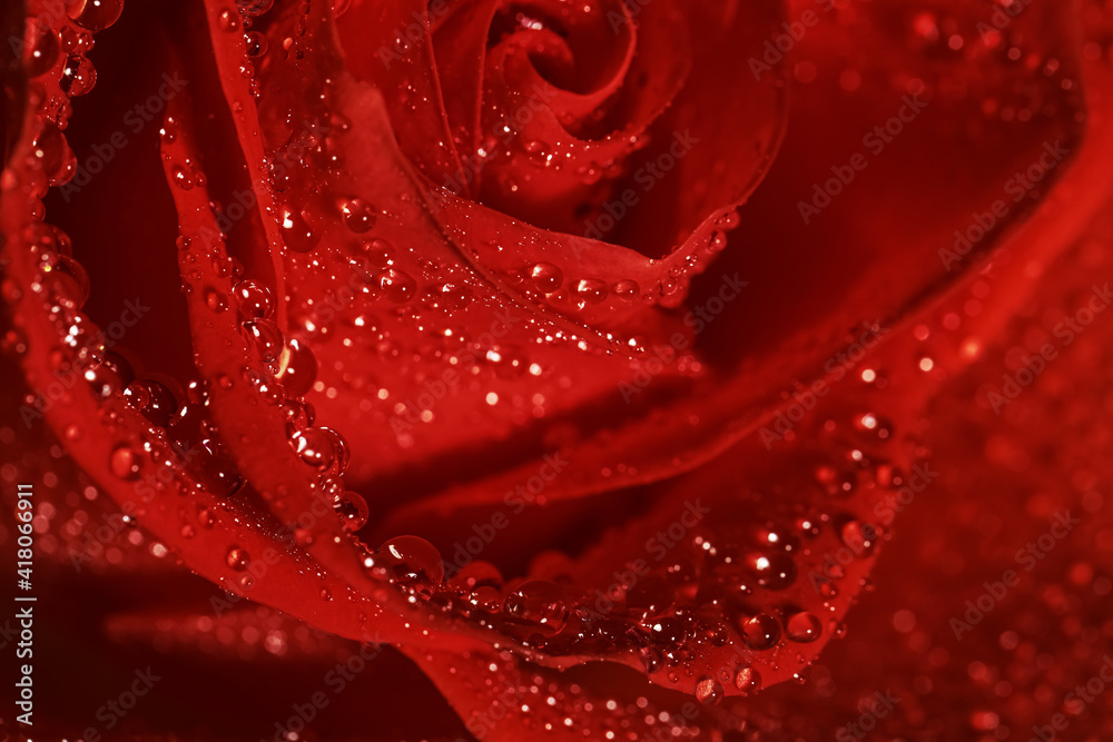 Naklejka premium Closeup view of beautiful blooming red rose with dew drops as background