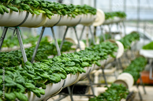 Verticale farming for Milk cabbage photo