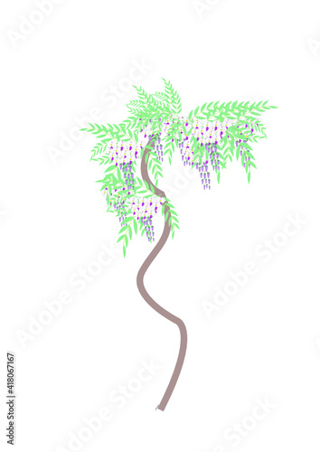 glicine