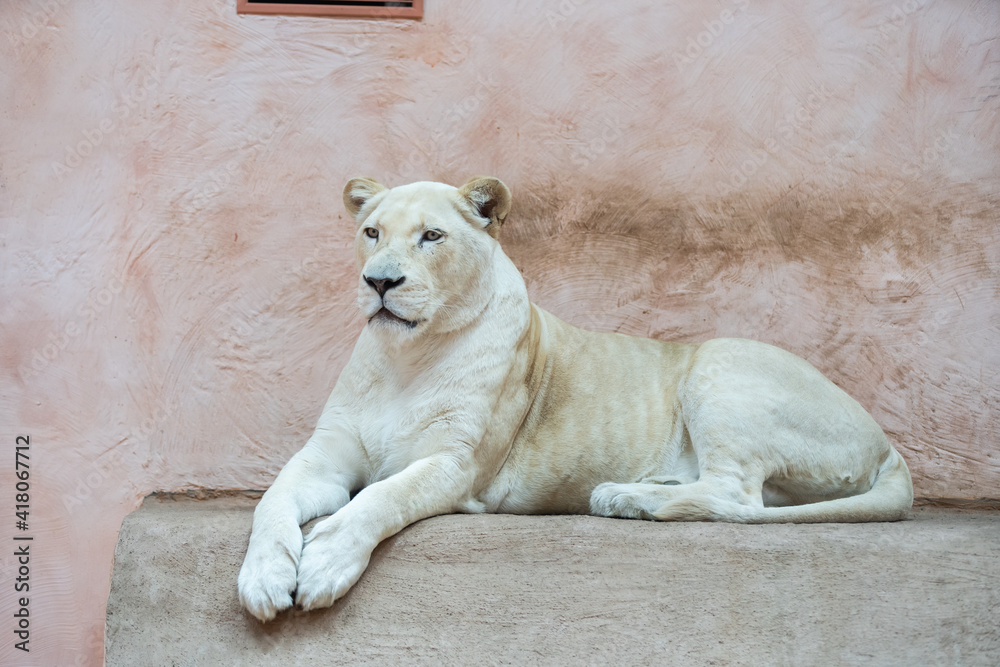 Female lion, Panthera leo, lionesse portrait, head profile on soft background, looking to the left, with space for text on left side Female lion, Panthera leo, lionesse portrait, head profile on soft background, looking to the left, with space for text on left side