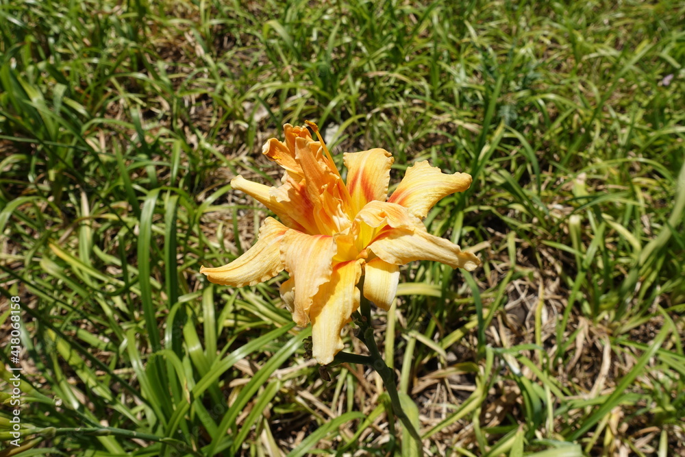 Polymerous apricot colored flower of Hemerocallis fulva in July Polymerous apricot colored flower of Hemerocallis fulva in July