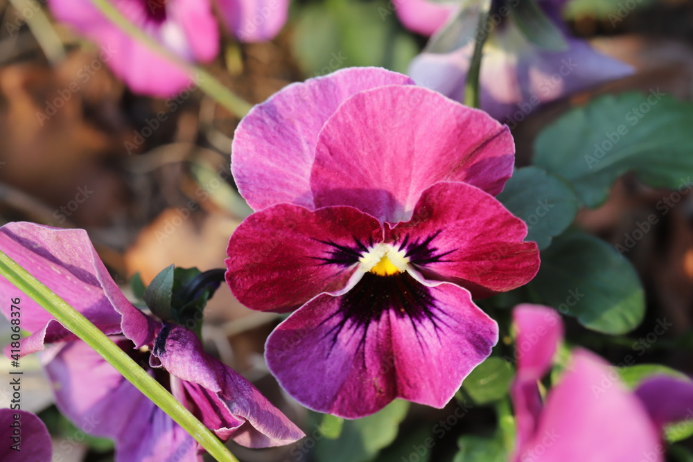 冬の花壇に咲く赤いビオラの花 Stock Photo Adobe Stock