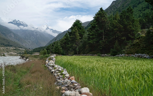 Wheat field flanked by pine trees and snow peaks of Himalayas, Chitkul, Himachal Pradesh, India. photo