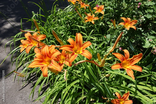 Multitude of orange flowers of Hemerocallis fulva in mid June