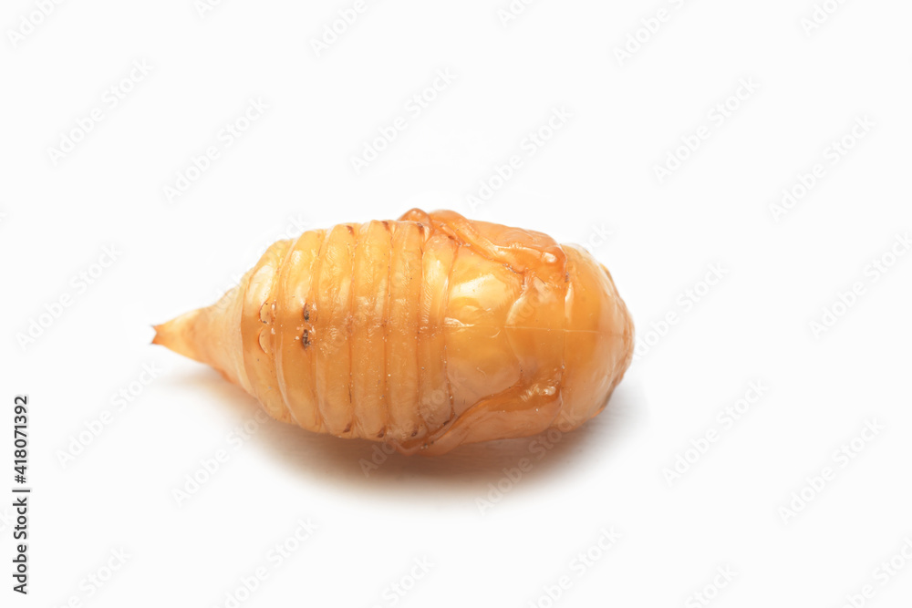 Pupa or Worm on White Background.