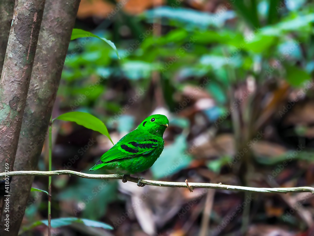 Green Broadbill Male in the Public Nation Park at South of Thailand Green Broadbill Male in the Public Nation Park at South of Thailand