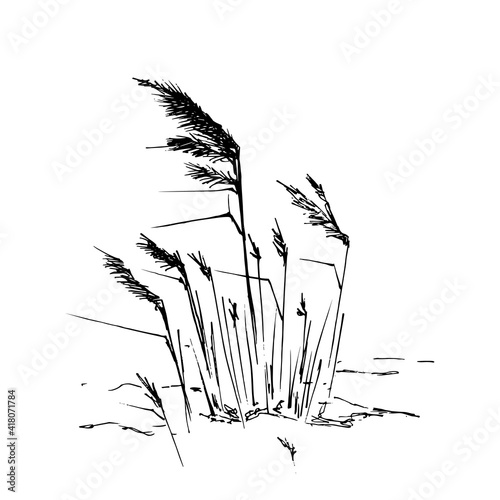 Grass and dry plants. Hand-drawn sketch. Black on white. Vector illustration.