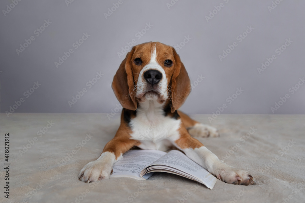 little cute beagle puppy reading a book little cute beagle puppy reading a book
