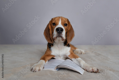 little cute beagle puppy reading a book