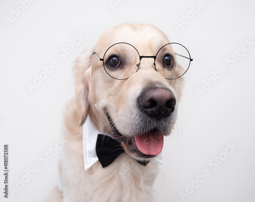 The dog in glasses and a bow tie sits on a white background. Golden Retriever in a teacher's costume. The concept of school, learning, smart animals.